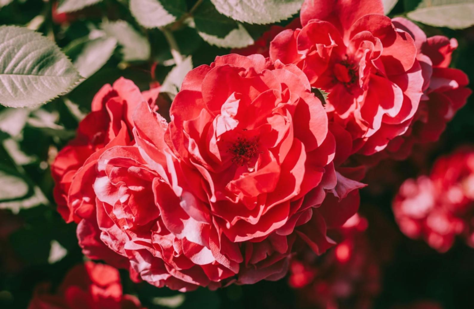 Detailed view of custom seasonal arrangement showing collaborative design process